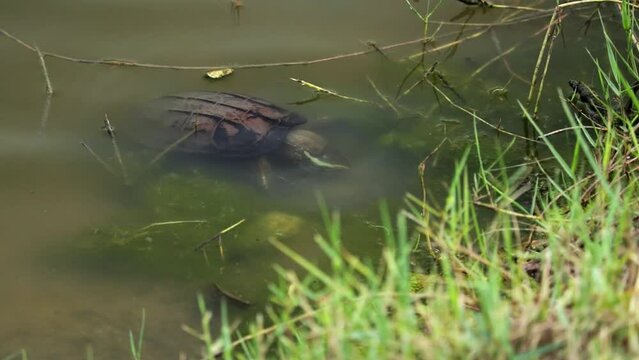 Turtle Foraging Under Water Surface In The River In Thailand. high angle shot