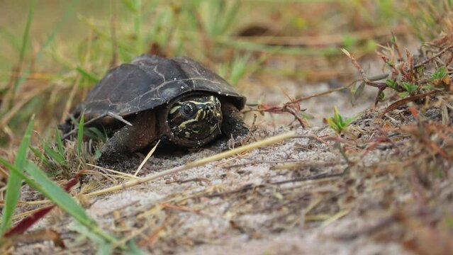 Mekong Snail-eating Turtle On Grassy Ground In Thailand. closeup shot