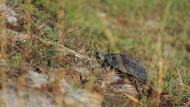 Side Portrait Of Snail-eating Turtle On Slope Looking Up. wide shot