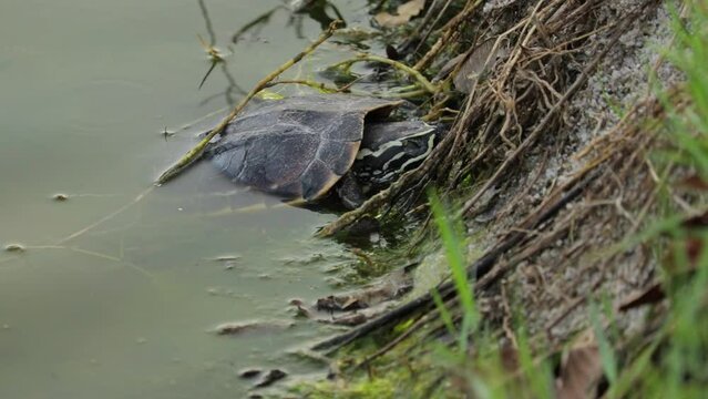 Mekong Snail-eating Turtle Sleeping With Half Of Its Body Submerged In Water. closeup shot