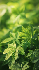 Fototapeta na wymiar Green leaves over a blurred organic background. Fresh nature concept.
