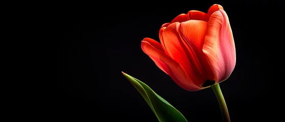 Fototapeten Tulips on isolated background © ARTwithPIXELS