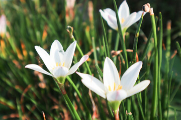Zephyranthes candida flowers, with common names autumn zephyrlily, white windflower, white rain lily, Peruvian swamp lily. Macro white flower