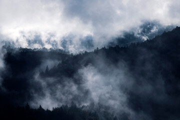 Misty landscape with fir forest