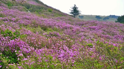 Azalea at Hwangmaesan Mountain in Changnyeong, Korea