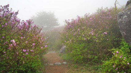 Azalea at Hwangmaesan Mountain in Changnyeong, Korea