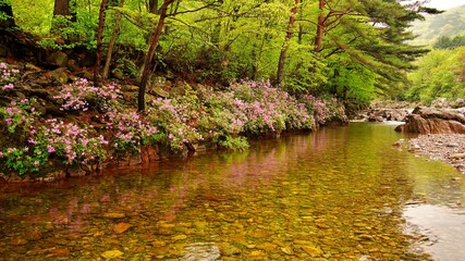 Stunning azalea scenery in Jiri Mountain Valley, Korea