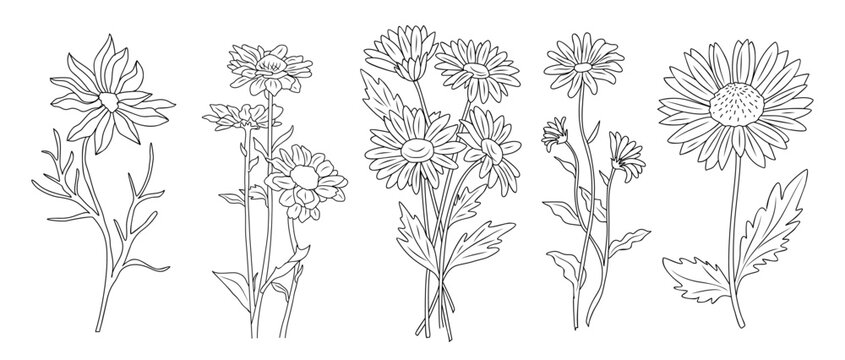 Set Of Daisy, April Birth Month Flower Line Art Vector Botanical Illustrations. Spring Blooms With Leaves Hand Drawn Black Ink Sketches Collection. Modern Design For Logo, Tattoo, Wall Art, Packaging.