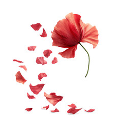 Flying whirl red poppy petals in the air, Beautiful flower in nature concept, AI generated, PNG transparent with shadow