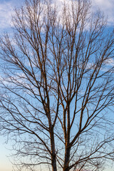 Poplar tree in winter without leaves, with blue sky with clouds in the background. Populus.