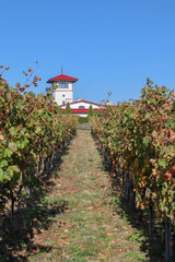 rows of grapes in a vineyard in autumn in the sun