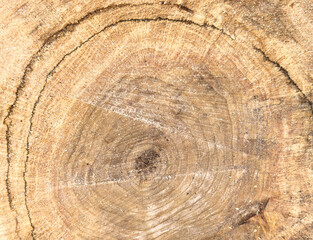Tree rings old weathered wood texture with the cross section of a cut log. Textured surface with rings and cracks