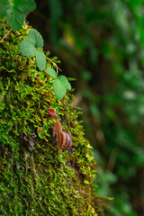 snail on a tree