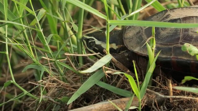 Closeup Of Mekong Snail-eating Turtle In Grass. Malayemys Subtrijuga In Thailand.