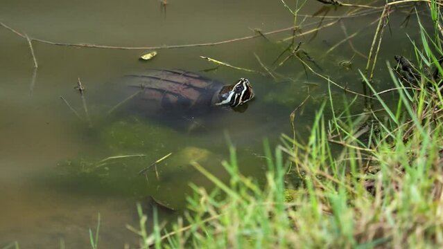 Snail-eating Turtle Feeding Under The River In Thailand. static shot