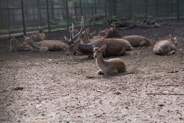 deer family in the zoo