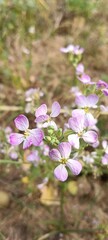 flowers in the garden