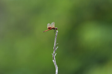 Wide shot red Australian Common glider Dragonfly -Trapezostigma loewii- perched branch lush green background copy space