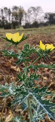 yellow flowers in the snow