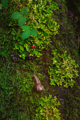 Obraz premium snail and fruit