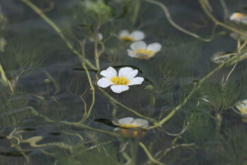 Fototapeta na wymiar 梅花藻の白い花