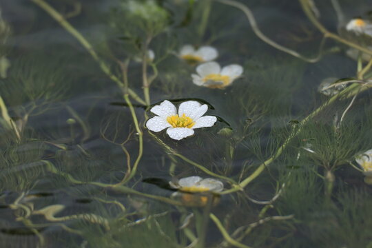 梅花藻の白い花