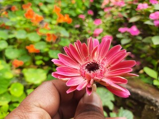 Gerbera flower. Its plants in the Asteraceae  family. Gerbera is also commonly known as...