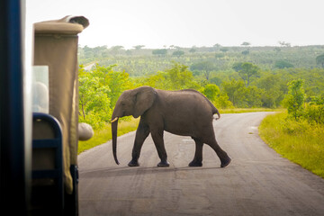 Young African Elephant Crossing Road Near Safari Vehicle