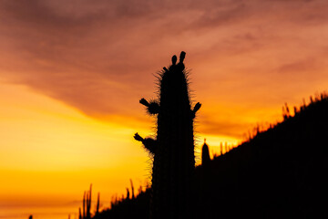 silueta de Cactus en el desierto de Sonora