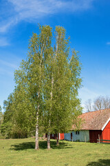 Birch trees on a meadow by a red barn in the countryside