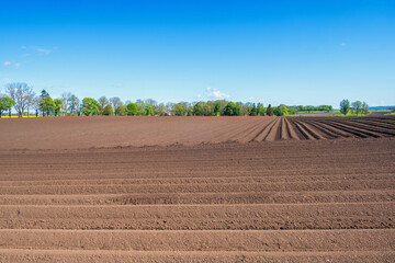 Newly planted potatoes in a field in the countryside