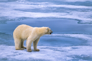 Polar bear looking away at something