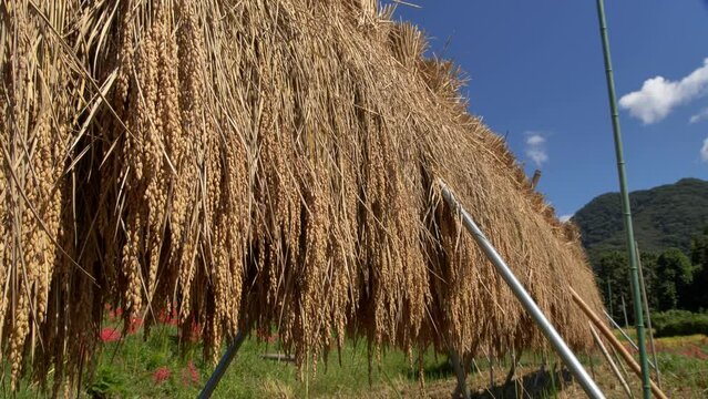 実りの秋に刈られた稲が天日に干されている