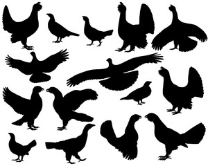 Collection of silhouettes of capercaillie birds, also called western capercaillie or wood grouse