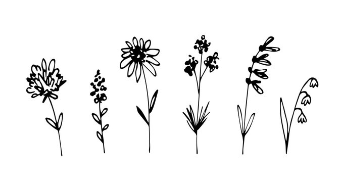 Simple black outline vector drawing. Wildflowers set. Meadow grasses, stems. Nature, plants.