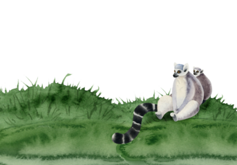 Lemur monkey with a cub sitting on grass watercolor banner illustration isolated on white background. Hand drawn funny Madagascar tropical animal