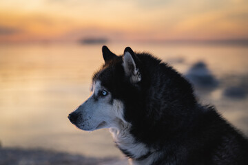 Siberian husky dog ​​against the backdrop of a sea sunset, close-up photo.