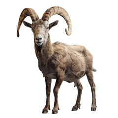 ibex goat isolated on transparent background, png