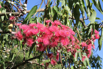 Vibrant pink flowers on a Eucalyptus gum tree in a garden