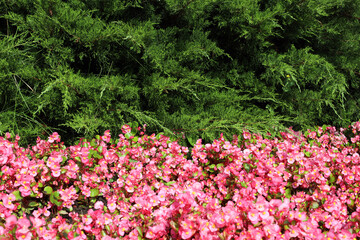 combination of the green crown of coniferous plants and the pink color of small-flowered begonia in landscape design