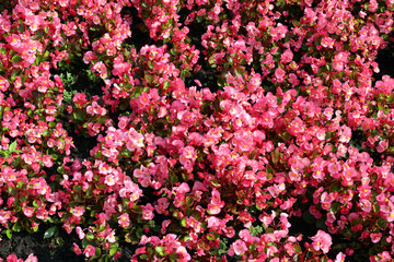 flower bed of pink begonia in natural light