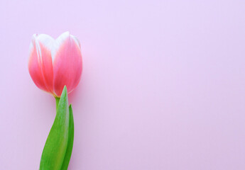 左側に置かれたピンク色のチューリップ　春の花　桃色の背景　入学式や卒業式に
