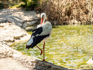 white stork ciconia