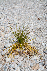 Arid Dirt Texture at Guadalupe Mountains National Park in Western Texas