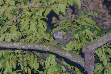 Bengal slow loris (Nycticebus bengalensis) or northern slow loris at Namdapha National Park,...