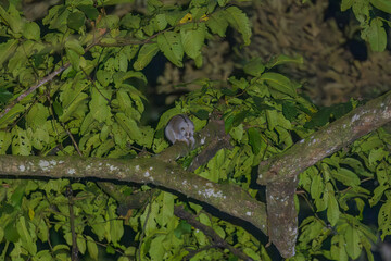 Bengal slow loris (Nycticebus bengalensis) or northern slow loris at Namdapha National Park,...