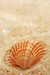 Sea shell in white sand at the beach. Summer background.