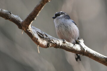 long tailed tit in a forest