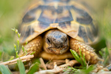 black tortoise, Testudo graeca, Mallorca, Balearic Islands, Spain