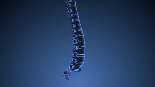 Human spinal cord vertebral medical animation